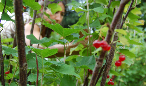 confiture1.jpg