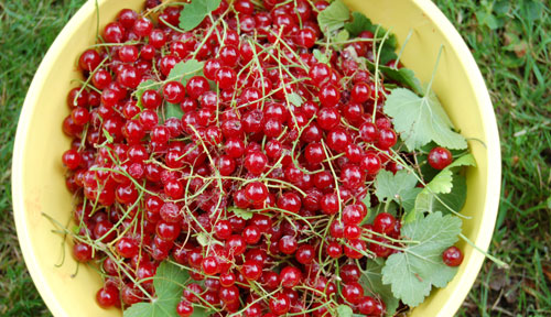 confiture2.jpg