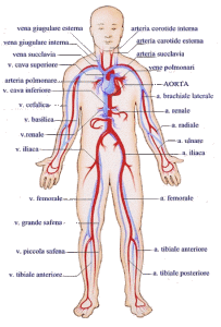 circolazione sanguigna